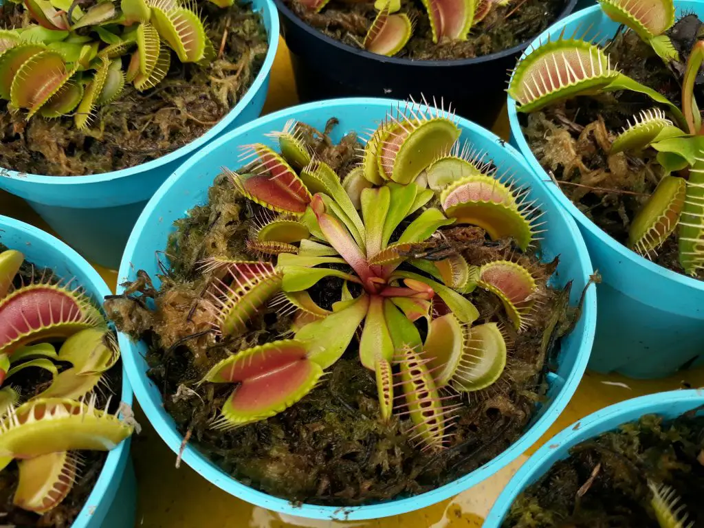 Venus Flytrap for sale at the tree market