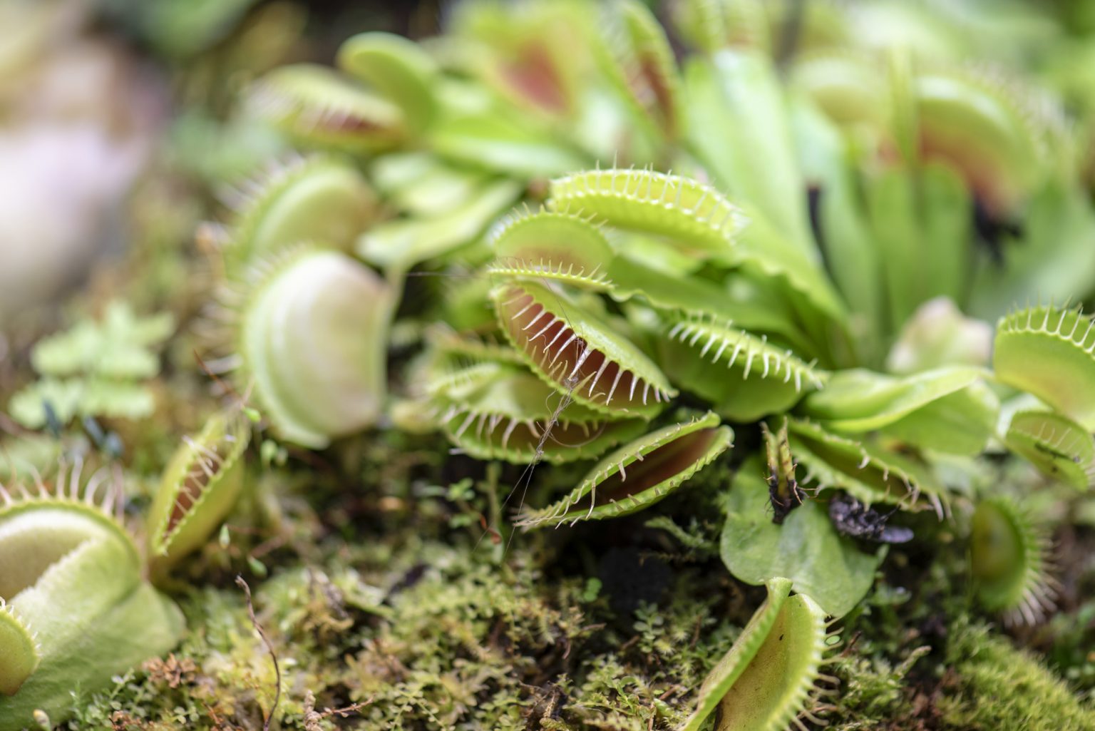 can-venus-fly-traps-survive-without-eating-bugs-soak-and-soil