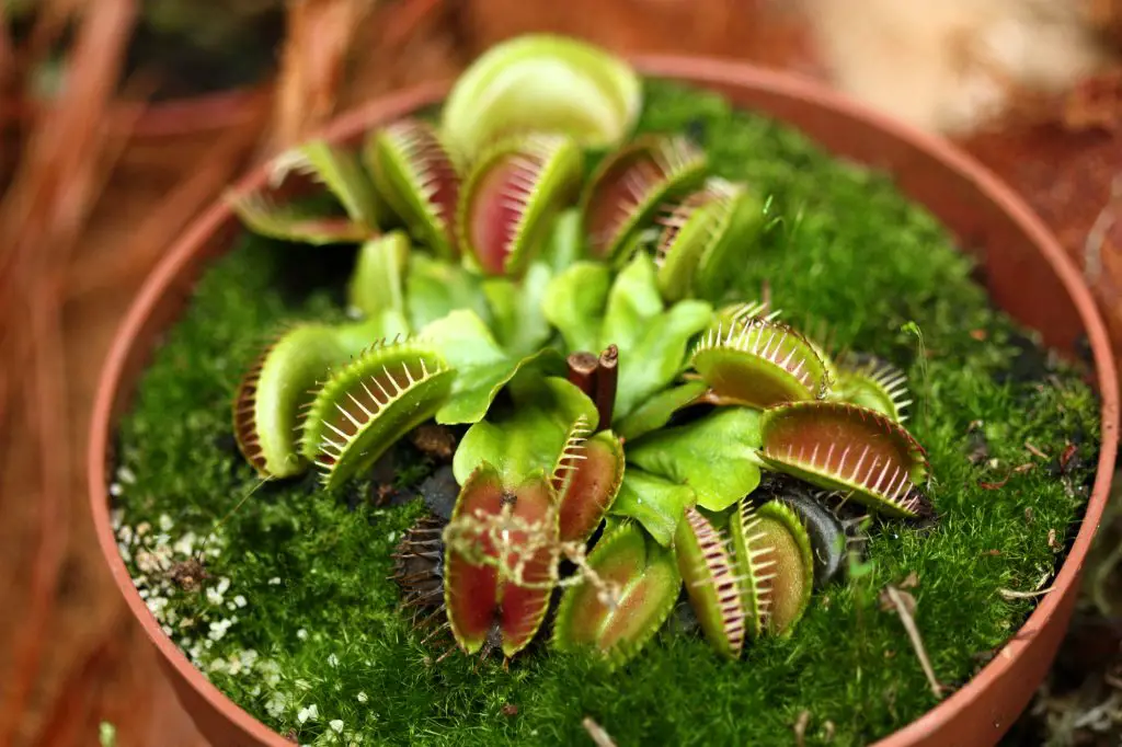 Very predacious plant : Dionaea muscipula, Venus flutrap growing in pot. Likes very humid soil