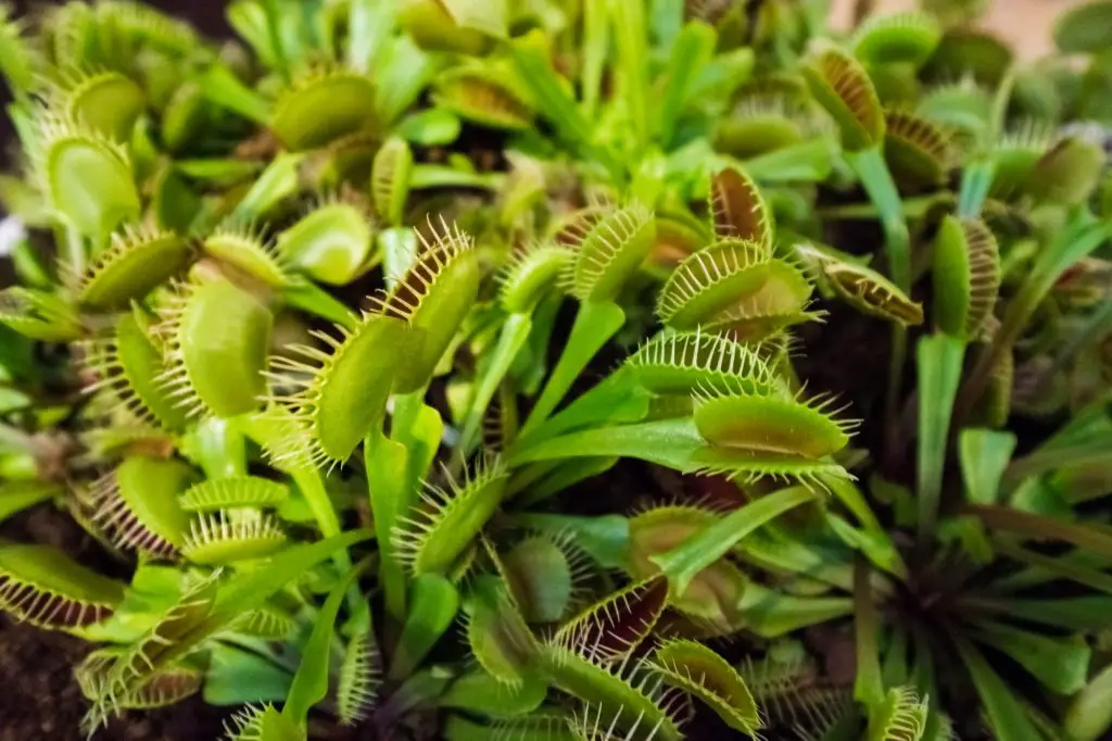 german horticultural show pillow of green carnivorous venus trap plant