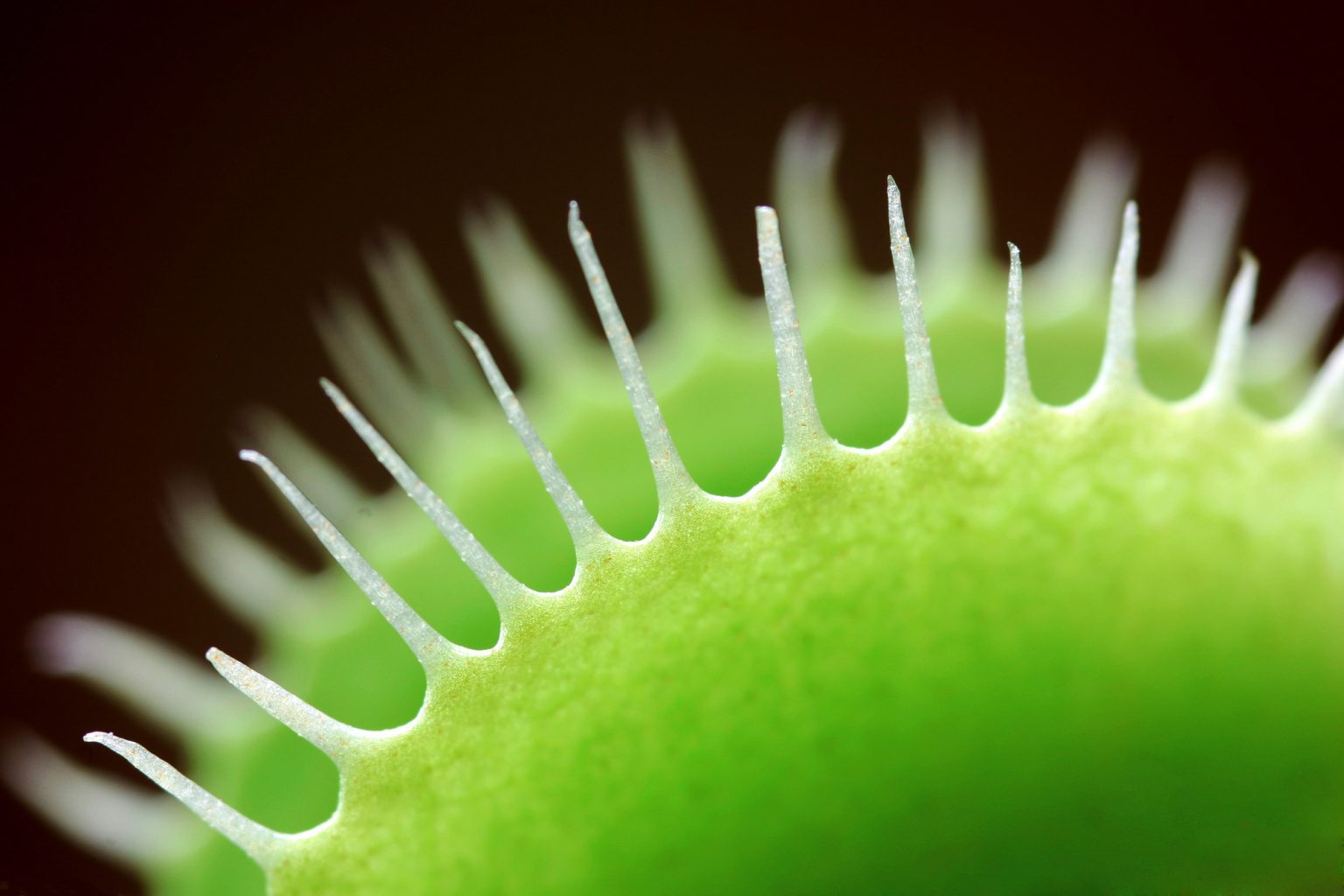 What To Feed Venus Fly Traps In The Winter Soak And Soil