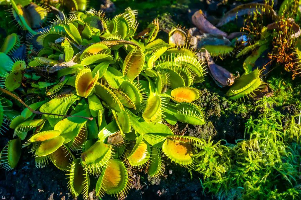 Wacky traps a popular dutch cultivar specie of the venus flytrap, tropical carnivorous plant specie