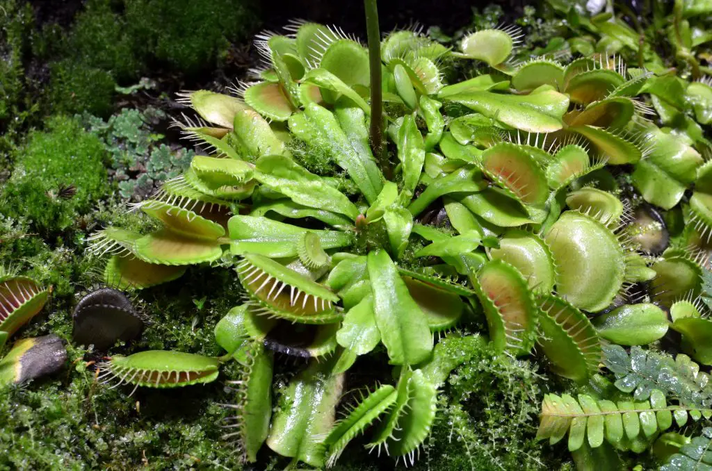 Venus fly trap flowers - carnivorous plants growing in soil in botanical garden - Dionaea Muscipula, bug trap