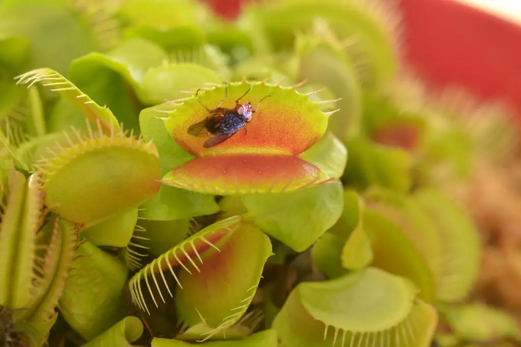 Venus flytrap (Carnivorous plant), seconds before it eats a fly.