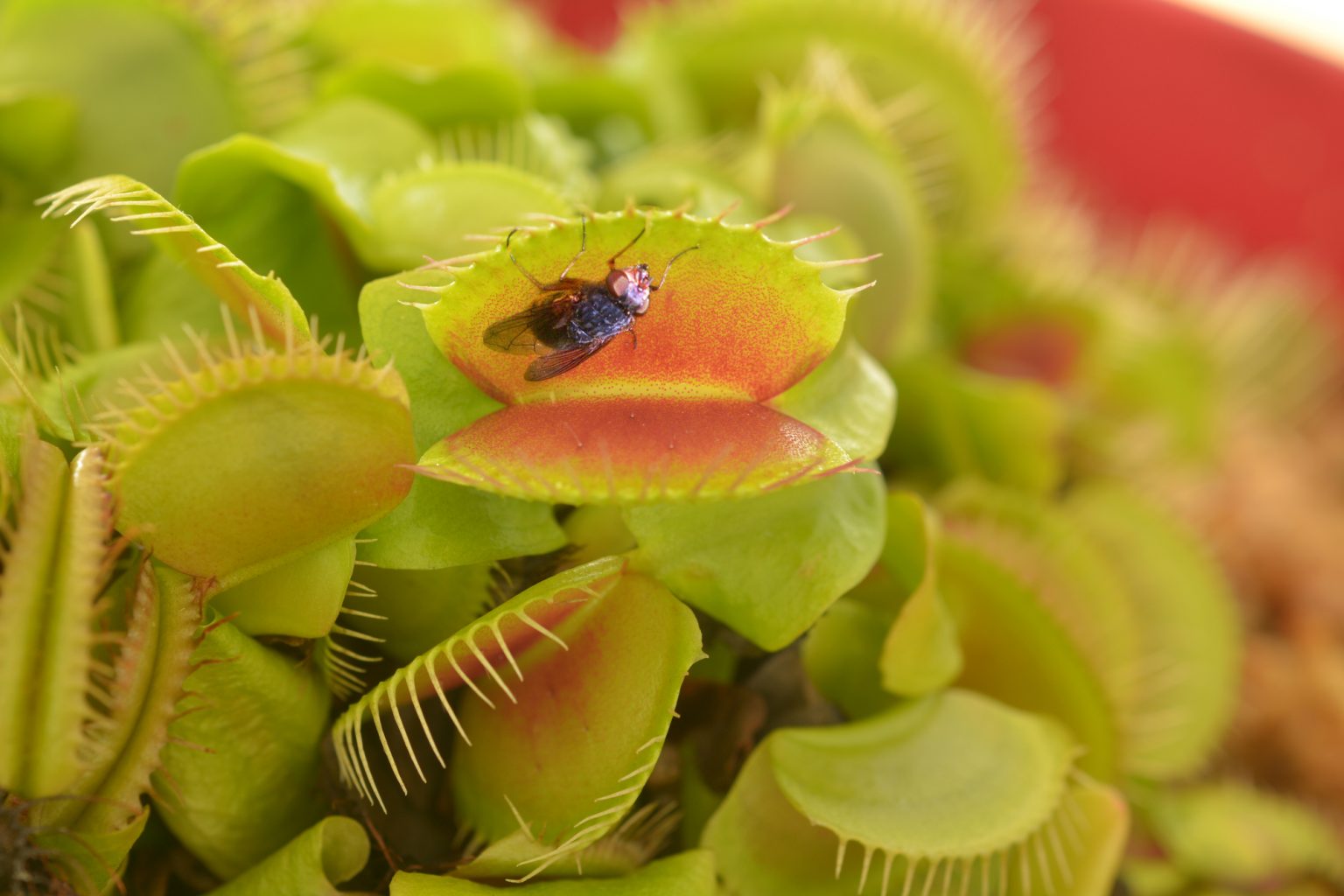 How Do Venus Fly Traps Close Without Muscles