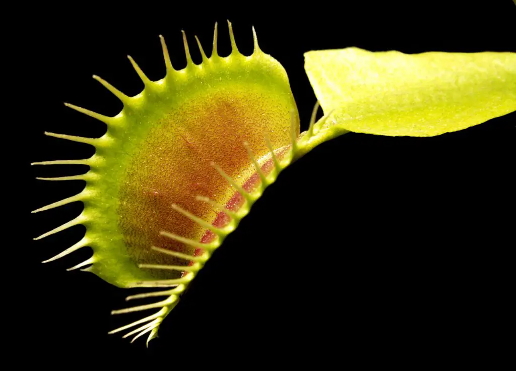 illuminated venus flytrap detail in black back