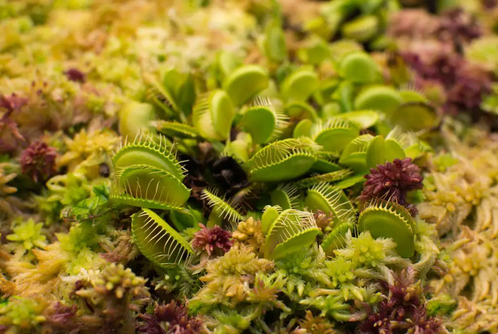 Venus flytrap Dionaea muscipula closeup in wet moss red yellow and green colors.