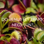 Do Venus Fly Traps Need Sun?