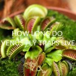 HOW-LONG-DO-VENUS-FLY-TRAPS-LIVE