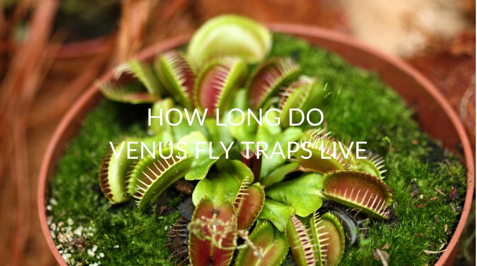 How Long Do Venus Fly Traps Live Soak And Soil