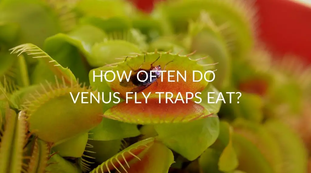 How Often Do Venus Fly Traps Eat (& What To Feed Them) Soak And Soil