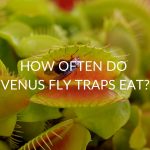How Often Do Venus Fly Traps Eat (& What To Feed Them)