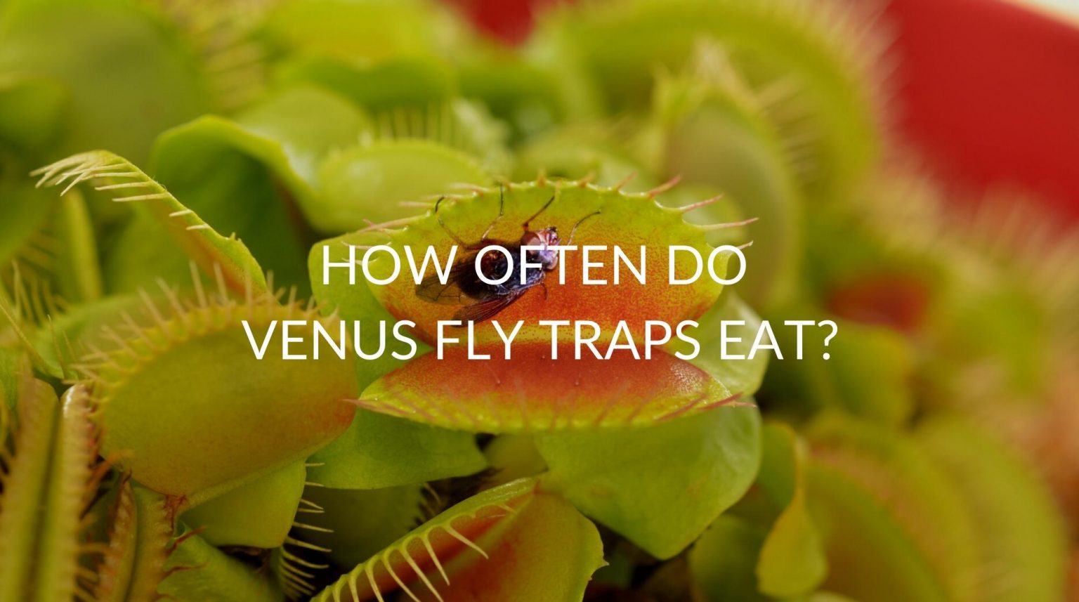 How Often Do Venus Fly Traps Eat (& What To Feed Them) Soak And Soil