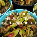 How To Tell If Your Venus Fly Trap Is Healthy Or Unhealthy