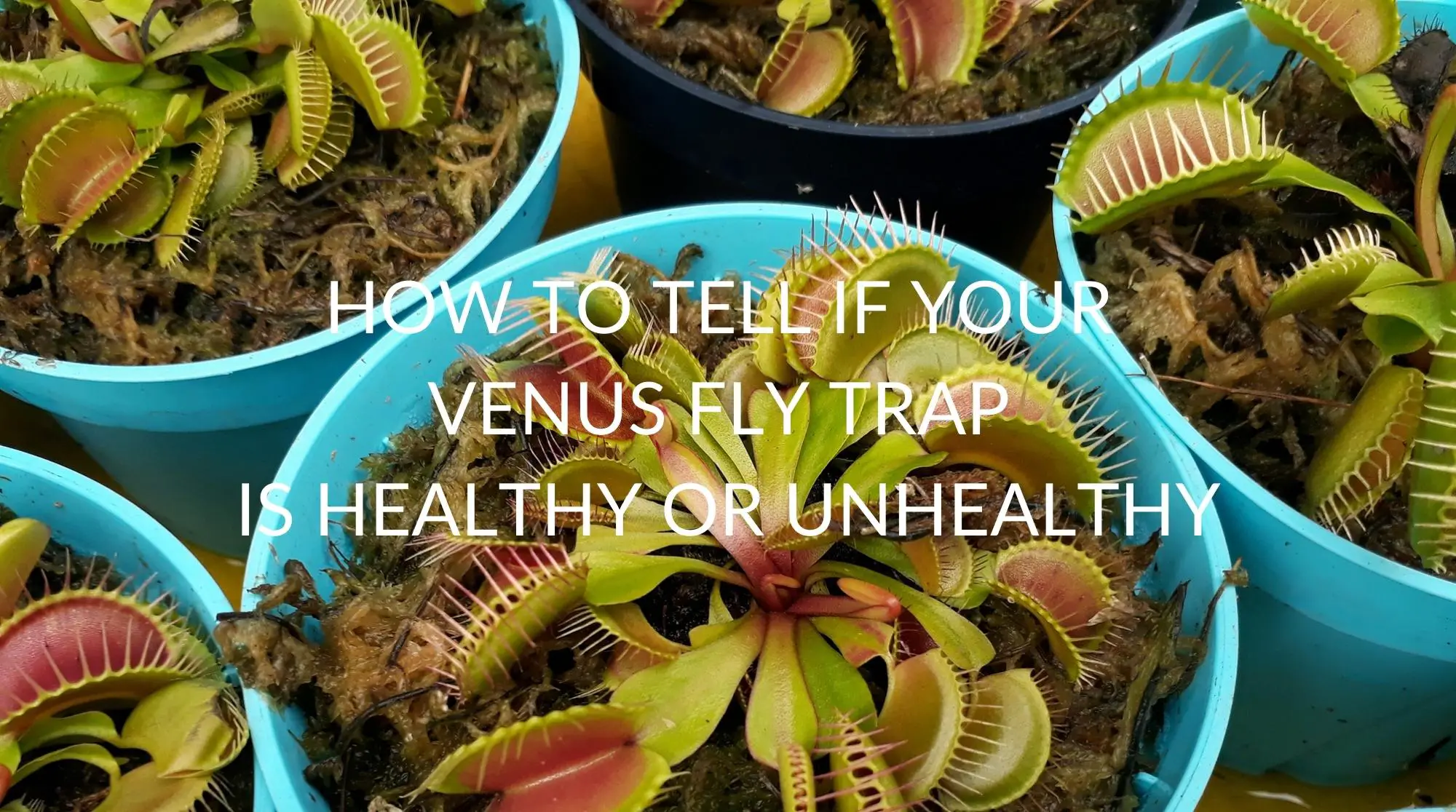 How To Tell If Your Venus Fly Trap Is Healthy Or Unhealthy 