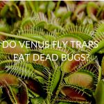Do Venus Fly Traps Eat Dead Bugs?