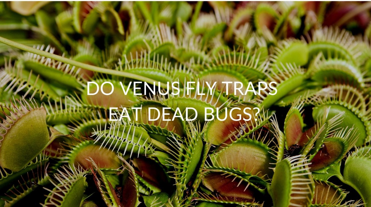 Do Venus Fly Traps Eat Dead Bugs? Soak And Soil
