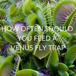 How Often Should You Feed A Venus Fly Trap