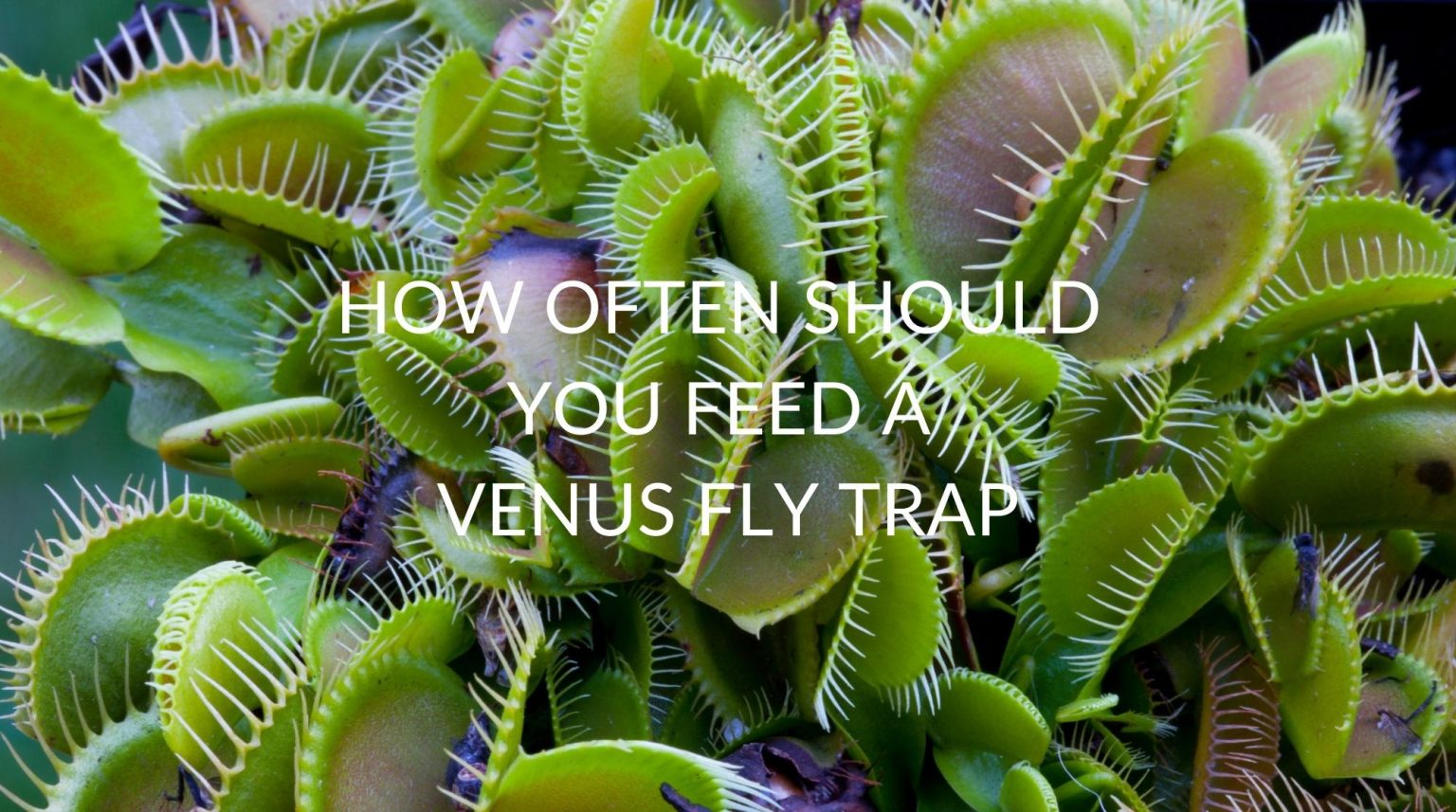 How Often Should You Feed A Venus Fly Trap Soak And Soil