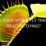 Is Your Venus Fly Trap Dead Or Dying?