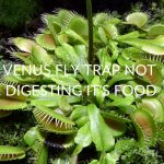 Venus Fly Trap Not Digesting Its Food