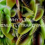 Why Is Your Venus Fly Trap Dying?
