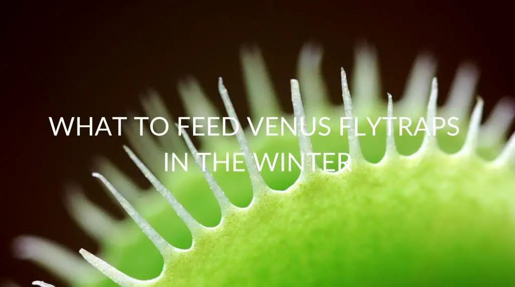 What To Feed Venus Fly Traps In The Winter Soak And Soil