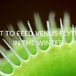 What To Feed Venus Fly Traps In The Winter