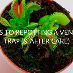 5 Steps To Repotting A Venus Fly Trap (& After Care)