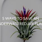 5 Ways To Save An Underwatered Air Plant