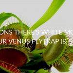 6 Reasons There's White Mold On Your Venus Flytrap (& Soil)