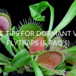 7 Care Tips For Dormant Venus Flytraps (& FAQ's)