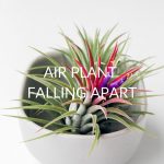 6 Reasons Your Air Plant Is Falling Apart (& What To Do)