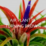 6 Reasons Your Air Plant Is Turning Brown