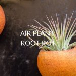 7 Causes Of Air Plant Root Rot (& What To Do)