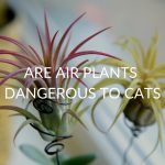 Are Air Plants Dangerous To Cats?