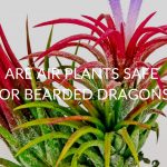 ARE-AIR-PLANTS-SAFE-FOR-BEARDED-DRAGONS