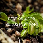 5 Best Soils For Venus Fly Traps (& What To Look For)