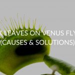 Black Leaves On Venus Flytrap (Causes & Solutions)