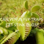Can Venus Fly Traps Eat Stink Bugs?
