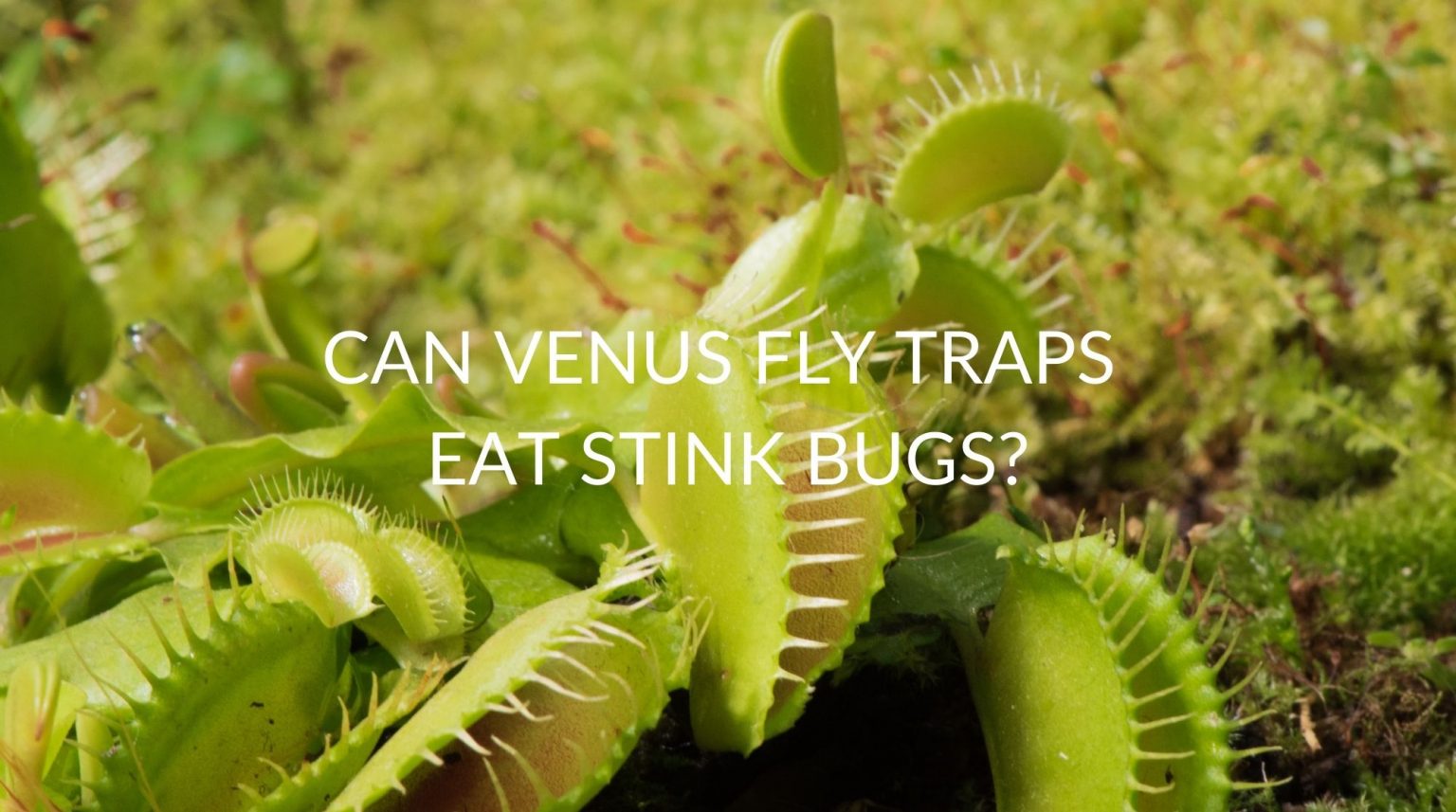 Can Venus Fly Traps Eat Stink Bugs? Soak And Soil