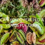 Can You Overfeed A Venus Fly Trap?