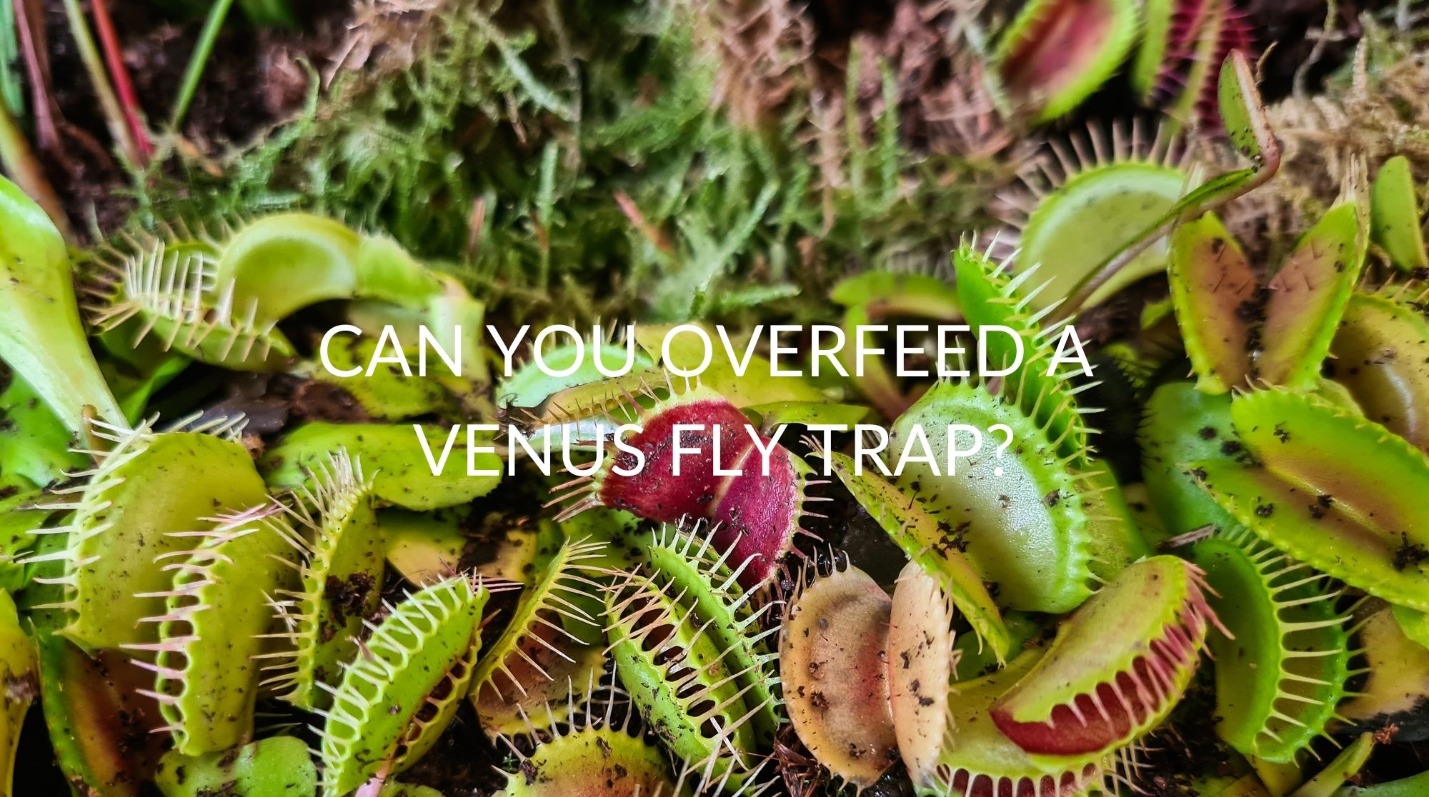 what happens if my dog eats a venus fly trap