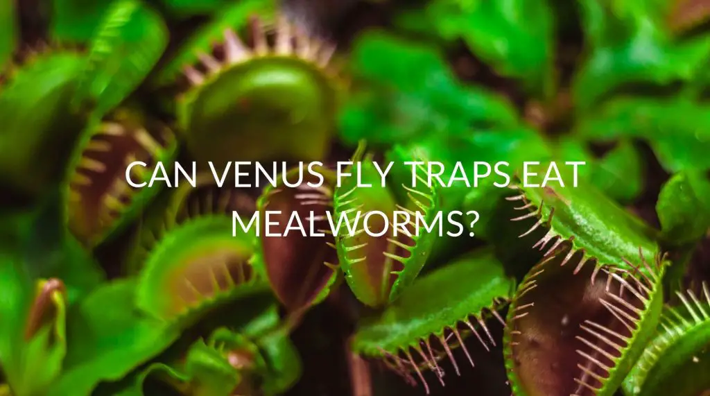 Can Venus Fly Traps Eat Mealworms? Soak And Soil
