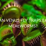 Can Venus Fly Traps Eat Mealworms?