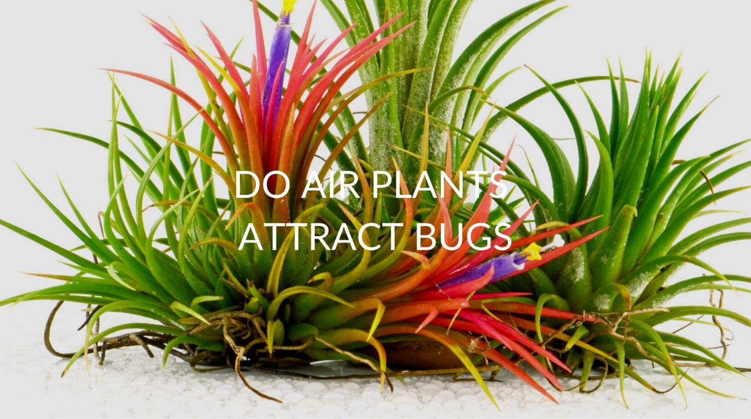 Do Air Plants Attract Bugs (& What To Do About It) Soak And Soil