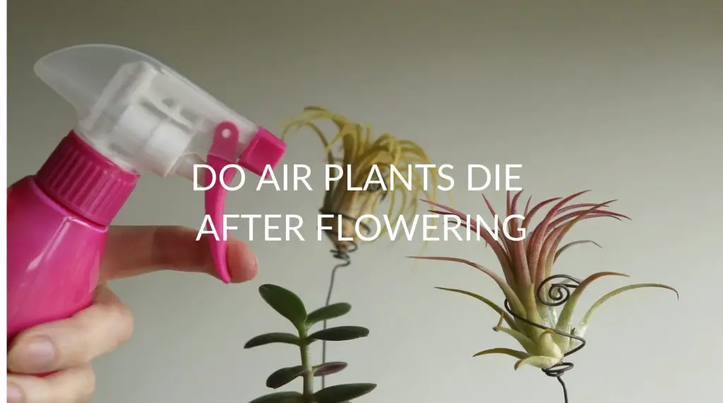 Do Air Plants Die After Flowering Soak And Soil