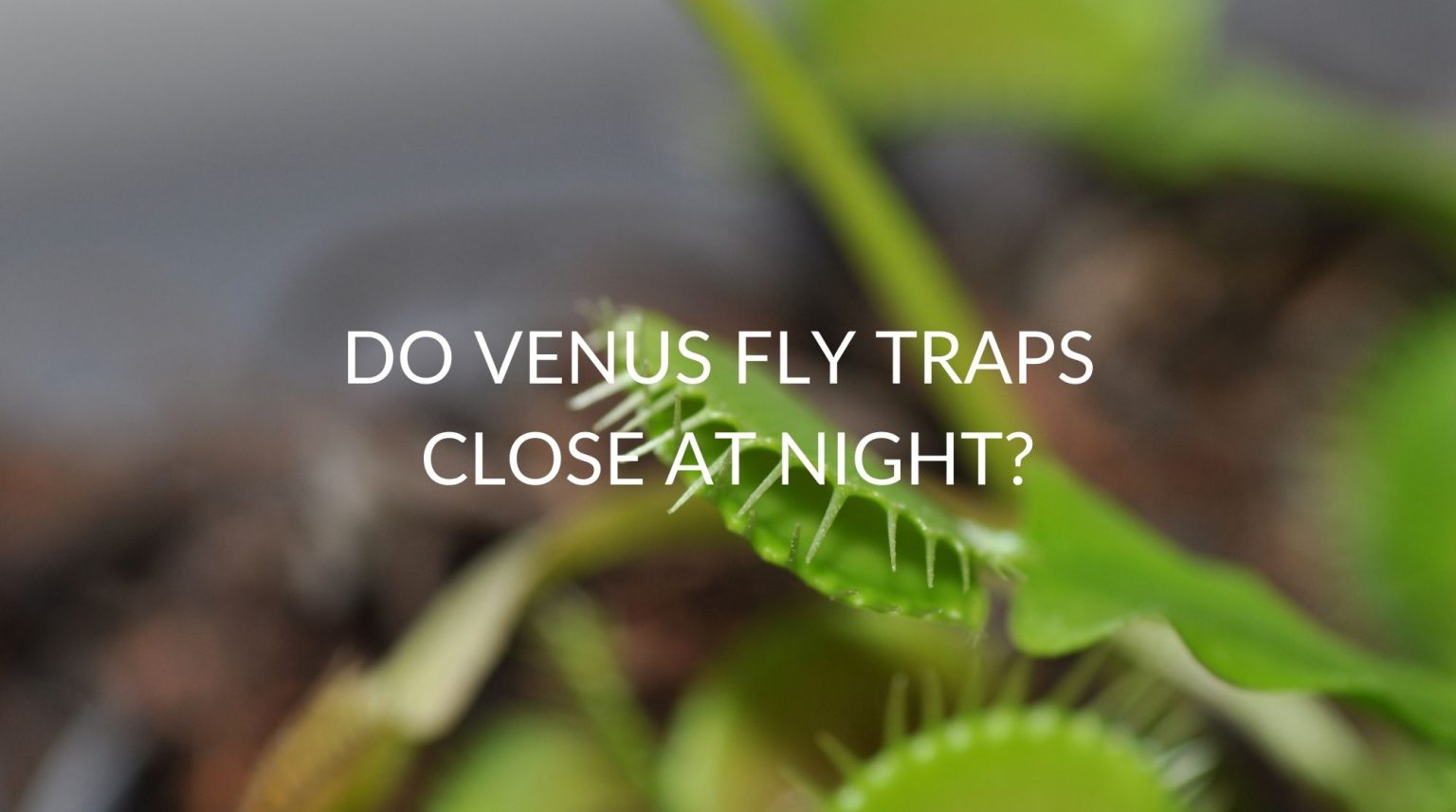 Do Venus Fly Traps Close At Night? Soak And Soil