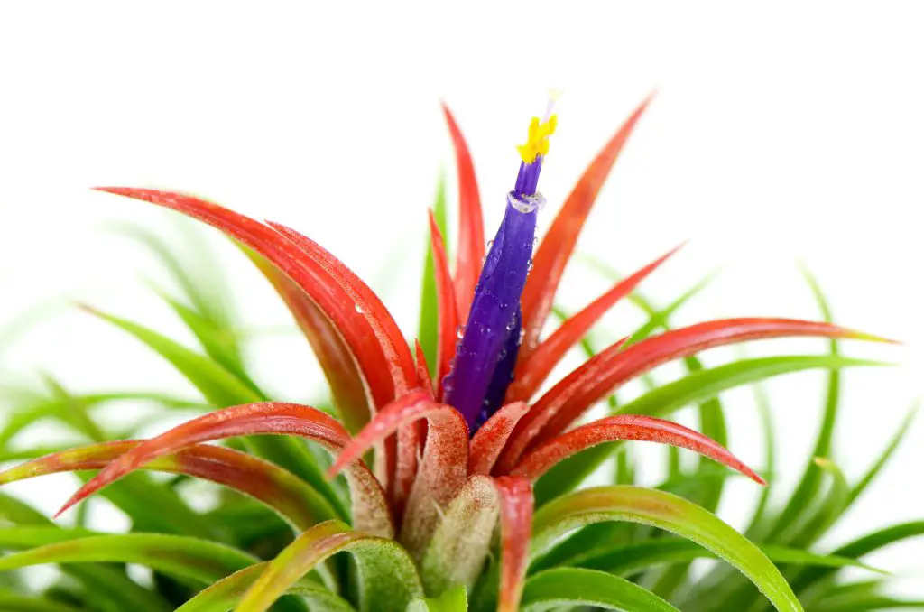 Tillandsia on white background.