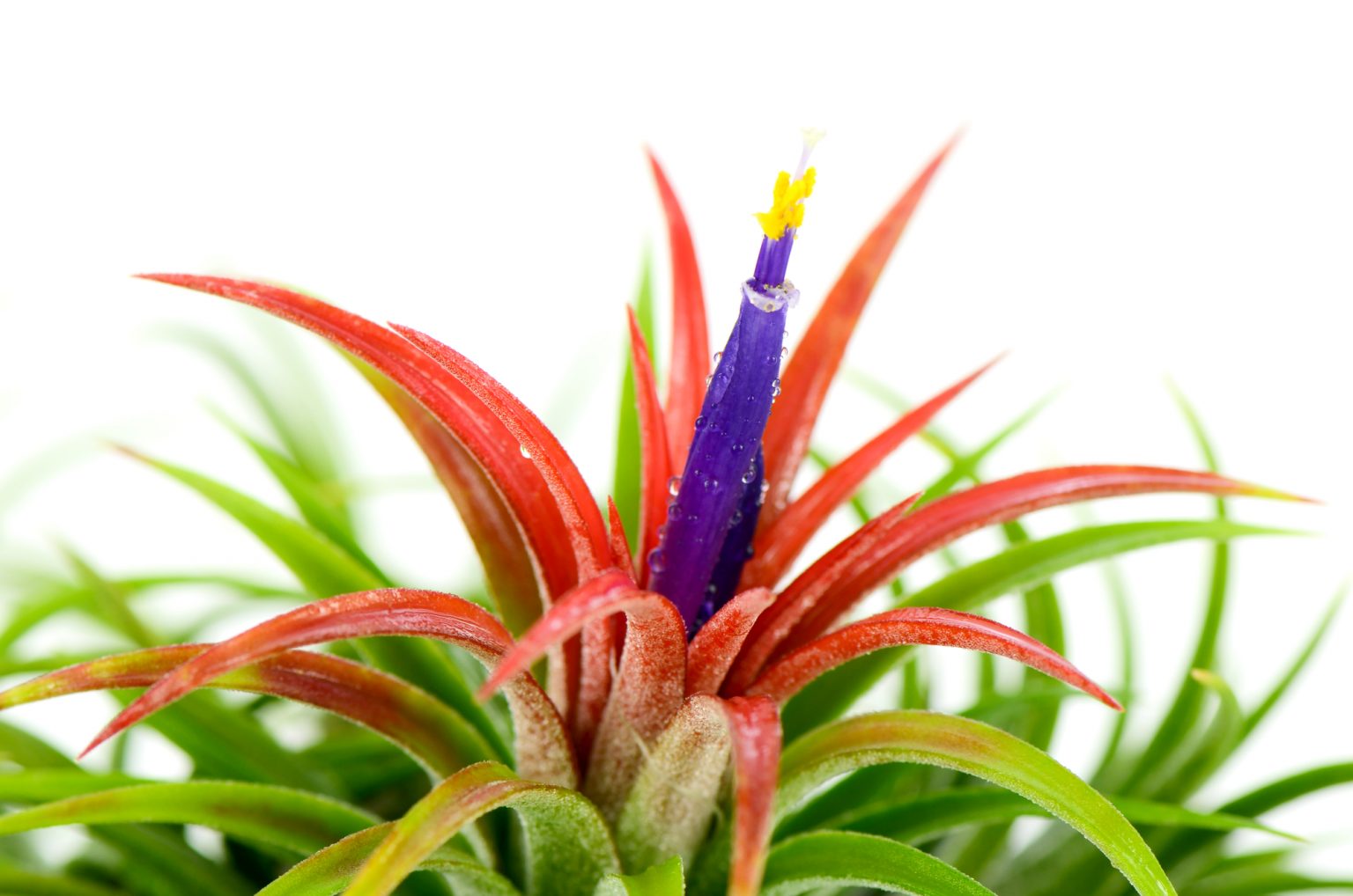 6-reasons-your-air-plant-is-turning-brown-soak-and-soil